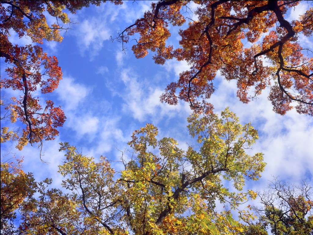 Sky Factory Open Skies Composition featuring Red and Yellow fall foliage and mixed clouds