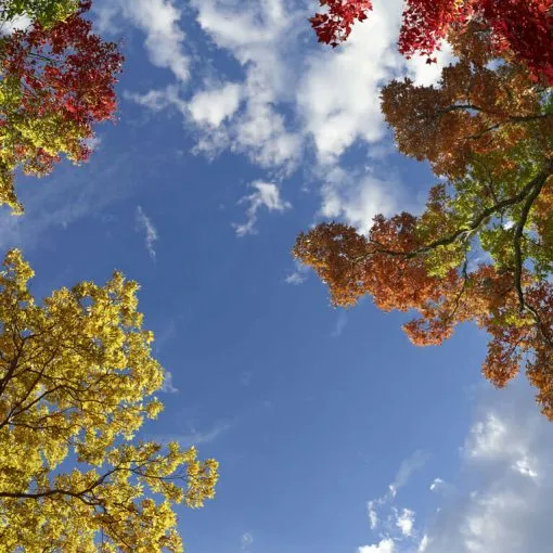 Autumn Trees