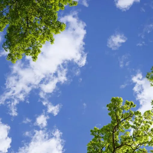 Leafy Summer Trees