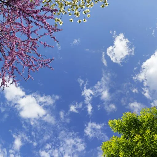 Spring Blossoms and Foliage