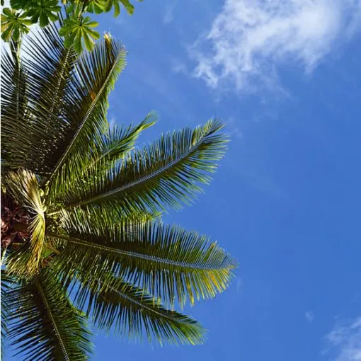 Palms and Tropical Trees