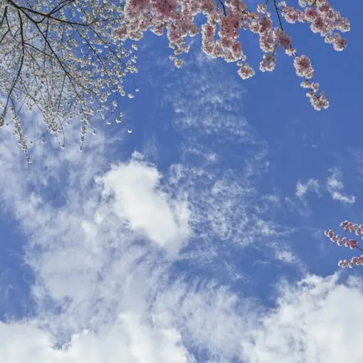 Blossoming Spring Trees