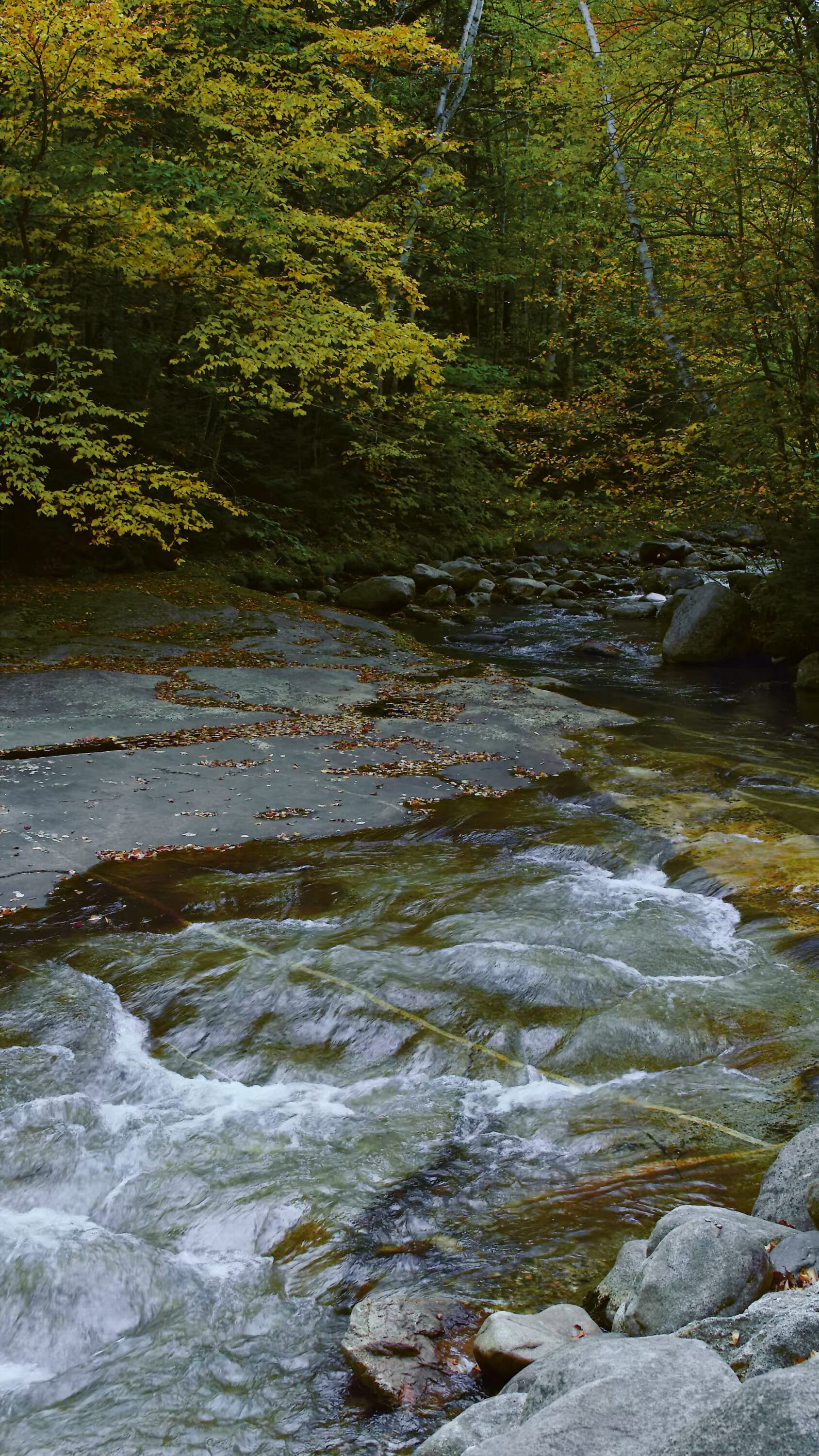 Screw Auger Falls with Birch Lines