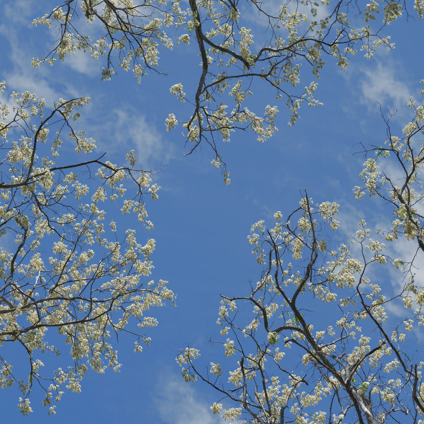 Cloudy sky through trees