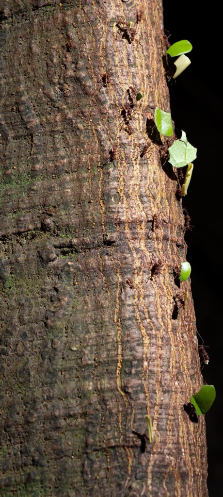 Image 3 Farmer Ants on Tree