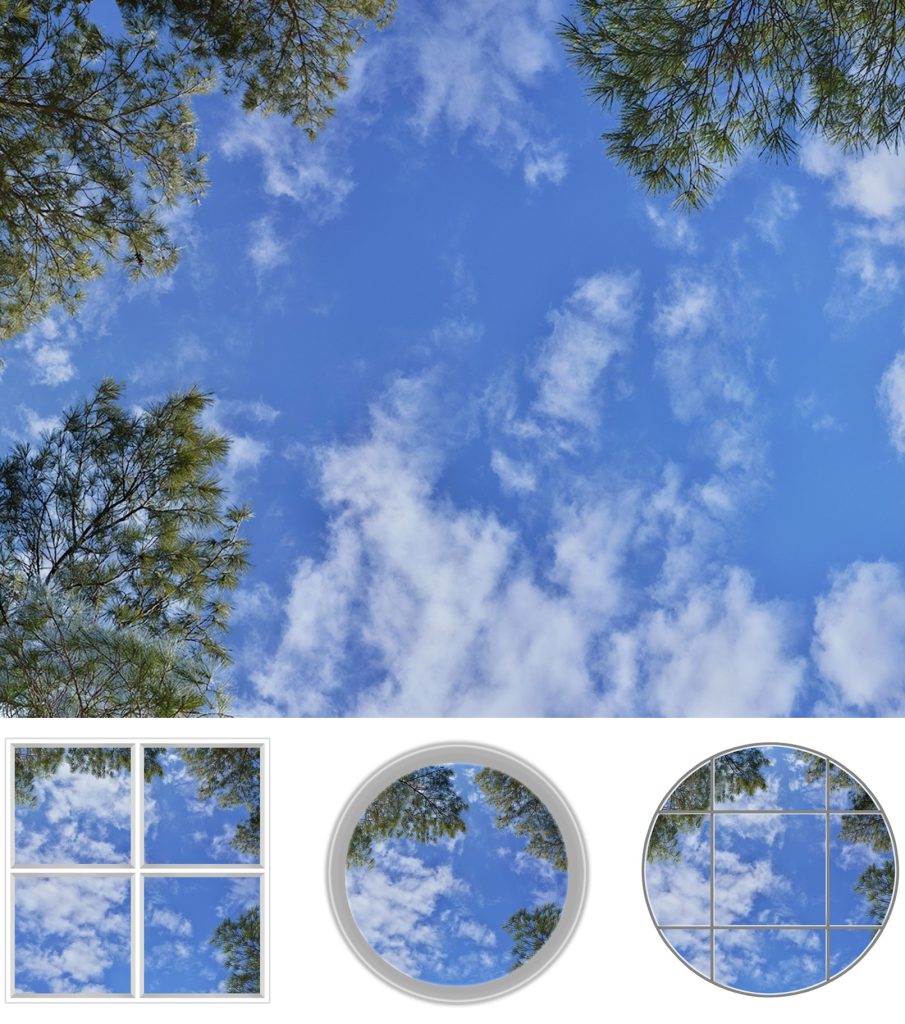 Image 6 Pine and Fir Trees Master Sketch 9ai